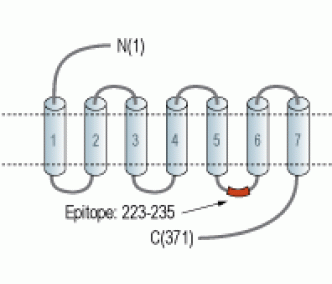 GALR2 Blocking Peptide