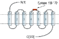 Anti-GALR3 (extracellular) Antibody