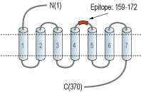 Anti-GALR3 (extracellular) Antibody