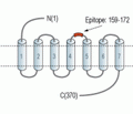 GALR3 (extracellular) Blocking Peptide