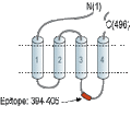 Anti-Glycine Receptor β Antibody