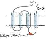 Anti-Glycine Receptor β Antibody