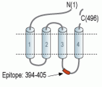 Glycine Receptor β Blocking Peptide