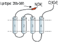 Anti-Glycine Receptor α4 (extracellular) Antibody