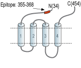 Anti-Glycine Receptor α4 (extracellular) Antibody