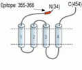 Glycine Receptor α4 (extracellular) Blocking Peptide