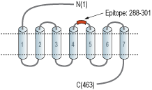 Anti-GLP1R (extracellular) Antibody