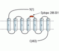 GLP1R (extracellular) Blocking Peptide