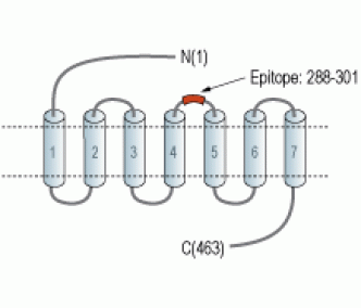 GLP1R (extracellular) Blocking Peptide