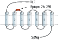 Anti-GLP2R (extracellular) Antibody