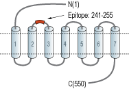 Anti-GLP2R (extracellular) Antibody