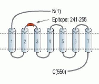 GLP2R (extracellular) Blocking Peptide