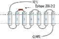 Anti-Glucagon Receptor (extracellular) Antibody