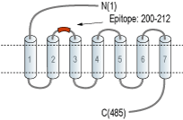 Anti-Glucagon Receptor (extracellular) Antibody