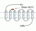 Glucagon Receptor (extracellular) Blocking Peptide