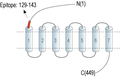 Anti-Secretin Receptor (extracellular) Antibody