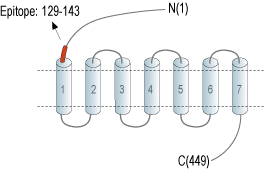 Anti-Secretin Receptor (extracellular) Antibody