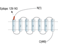 Secretin Receptor (extracellular) Blocking Peptide