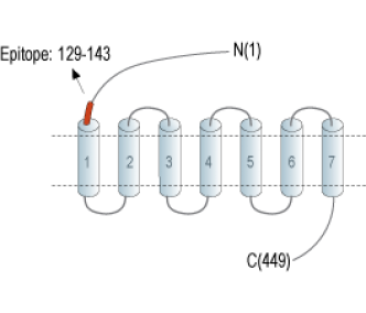 Secretin Receptor (extracellular) Blocking Peptide