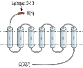 Anti-GnRH Receptor (extracellular) Antibody