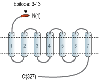 Anti-GnRH Receptor (extracellular) Antibody
