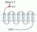 GnRH Receptor (extracellular) Blocking Peptide