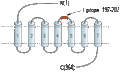 Anti-Ghrelin Receptor (GHSR) (extracellular) Antibody
