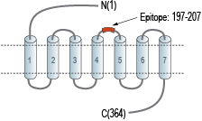 Anti-Ghrelin Receptor (GHSR) (extracellular) Antibody