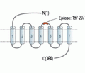 Ghrelin Receptor/GHSR (extracellular) Blocking Peptide