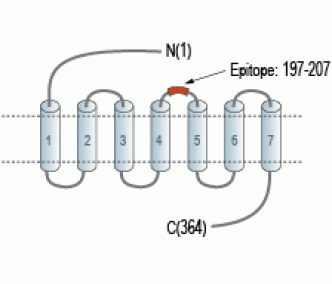 Ghrelin Receptor/GHSR (extracellular) Blocking Peptide