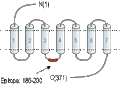 Anti-GPR119 Antibody