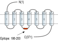 Anti-GPR119 Antibody