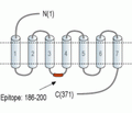 GPR119 Blocking Peptide