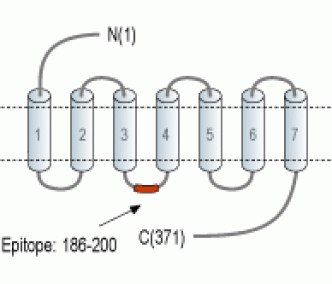 GPR119 Blocking Peptide
