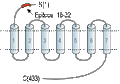 Anti-QRFPR/GPR103 (extracellular) Antibody