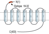 Anti-QRFPR/GPR103 (extracellular) Antibody
