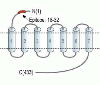 QRFPR/GPR103 (extracellular) Blocking Peptide