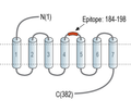 GPR132 (extracellular) Blocking Peptide
