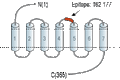 Anti-GPR4 (extracellular) Antibody