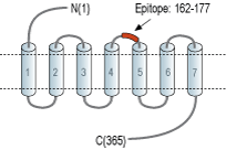 Anti-GPR4 (extracellular) Antibody