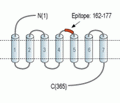 GPR4 (extracellular) Blocking Peptide