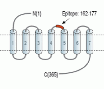 GPR4 (extracellular) Blocking Peptide