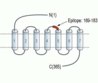 GPR68/OGR1 (extracellular) Blocking Peptide
