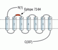 GPR65/TDAG8 (extracellular) Blocking Peptide