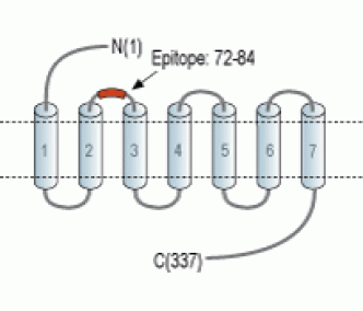 GPR65/TDAG8 (extracellular) Blocking Peptide