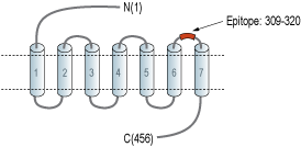 Anti-GPR39 (extracellular) Antibody
