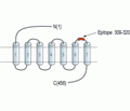 GPR39 (extracellular) Blocking Peptide