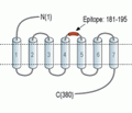 Human GPR132 (extracellular) Blocking Peptide