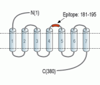 Human GPR132 (extracellular) Blocking Peptide