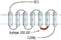 Anti-GPR17 Antibody